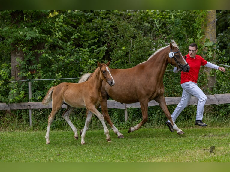 Duitse rijpony Hengst Veulen (04/2025) 145 cm Vos in Esens
