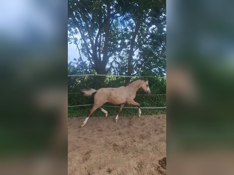 Duitse rijpony Hengst Veulen (03/2026) 146 cm Buckskin in Witzwort