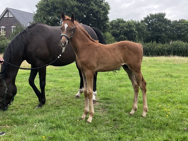 Duitse rijpony Hengst Veulen (05/2025) 146 cm Donkere-vos in Aurich