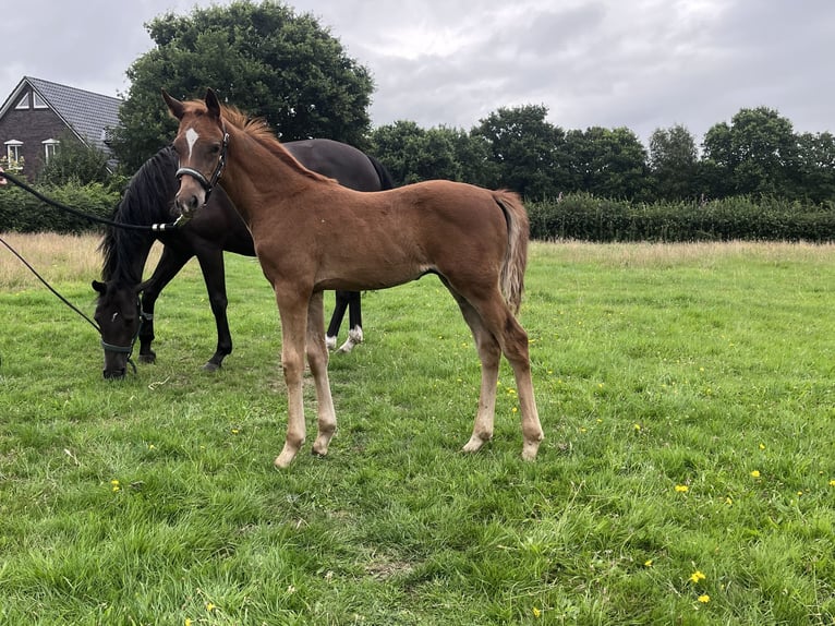 Duitse rijpony Hengst Veulen (05/2025) 146 cm Donkere-vos in Aurich
