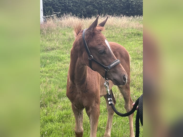 Duitse rijpony Hengst Veulen (05/2025) 146 cm Donkere-vos in Aurich