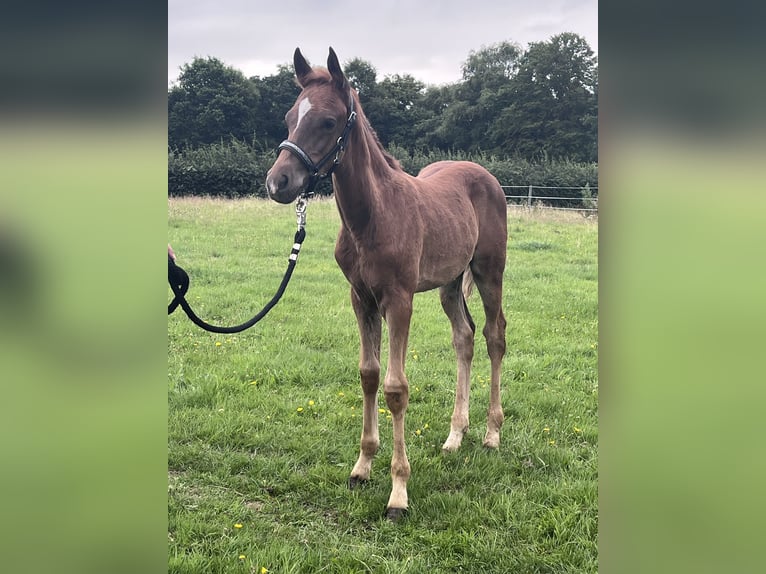 Duitse rijpony Hengst Veulen (05/2025) 146 cm Donkere-vos in Aurich