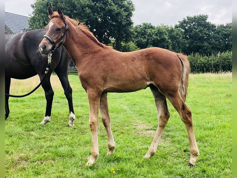 Duitse rijpony Hengst Veulen (05/2025) 146 cm Donkere-vos in Aurich