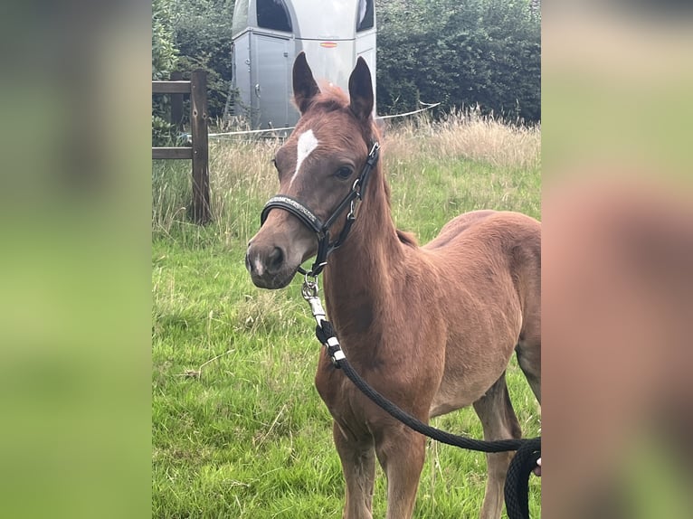 Duitse rijpony Hengst Veulen (05/2025) 146 cm Donkere-vos in Aurich