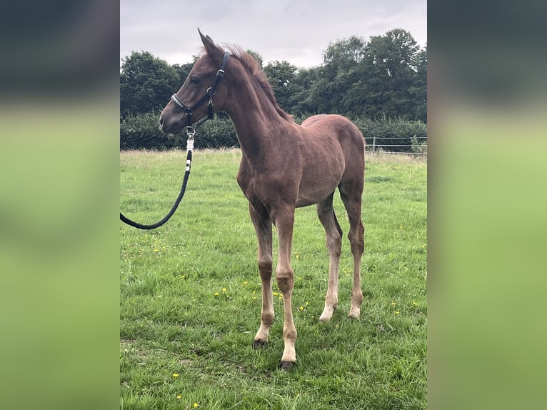 Duitse rijpony Hengst Veulen (05/2025) 146 cm Donkere-vos in Aurich