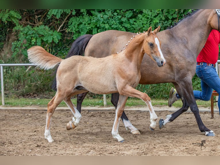 Duitse rijpony Hengst veulen (04/2024) 146 cm Falbe in Esens