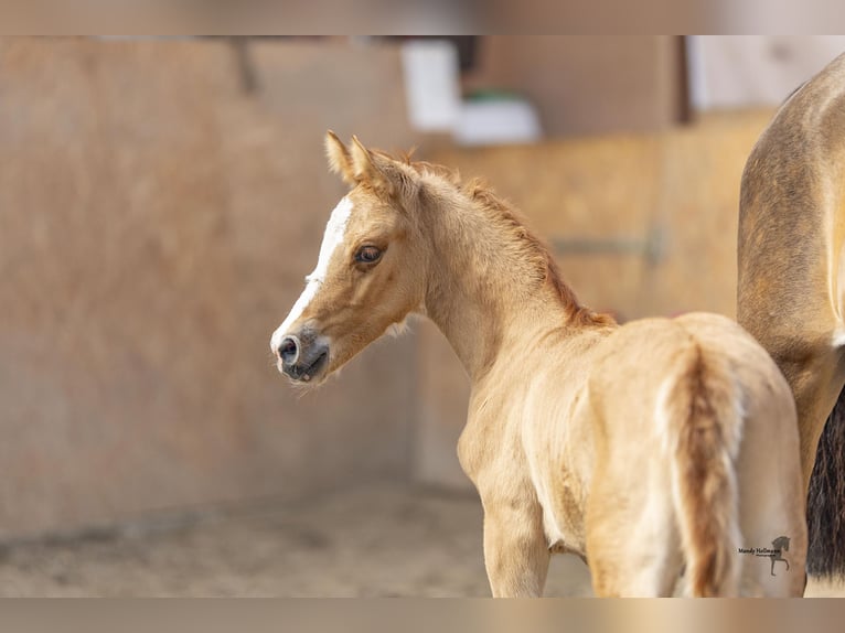 Duitse rijpony Hengst veulen (04/2024) 146 cm Falbe in Esens