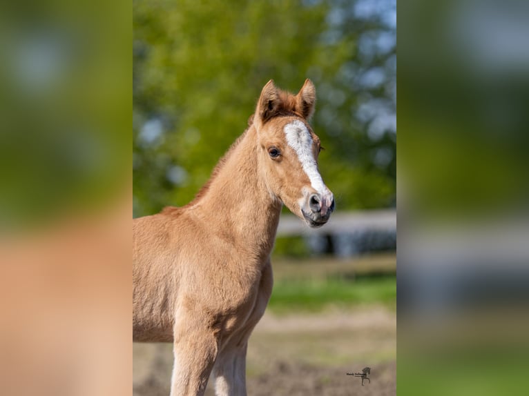 Duitse rijpony Hengst veulen (04/2024) 146 cm Falbe in Esens