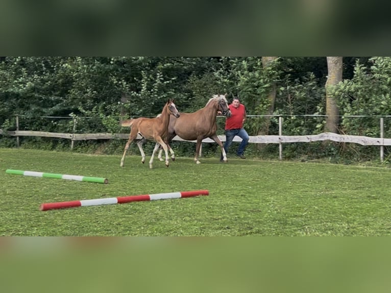 Duitse rijpony Hengst Veulen (03/2026) 146 cm Vos in Esens