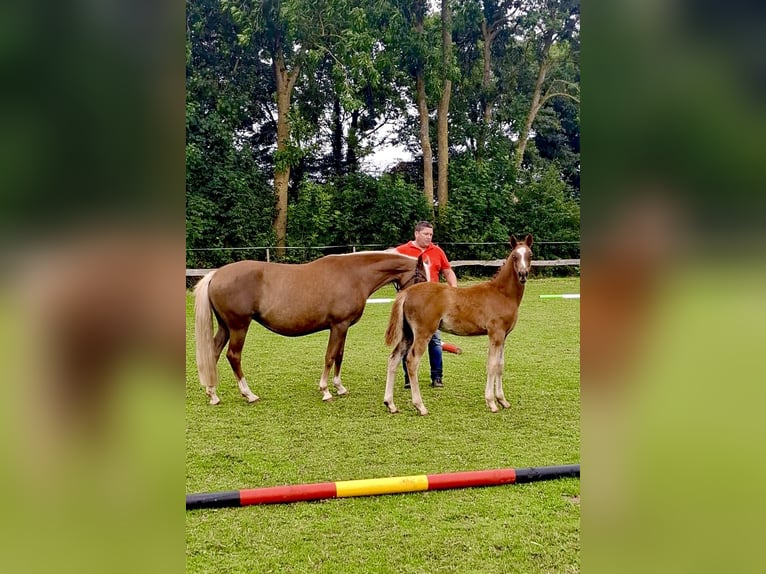 Duitse rijpony Hengst Veulen (03/2026) 146 cm Vos in Esens