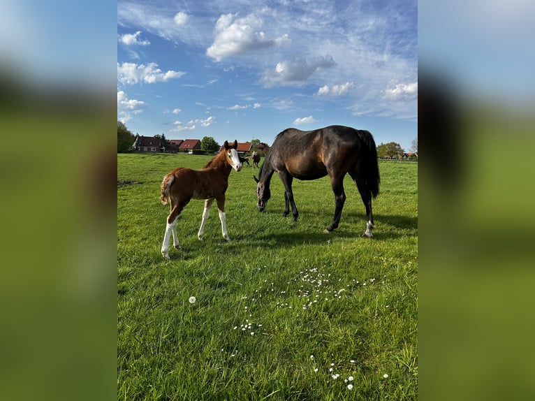 Duitse rijpony Hengst veulen (03/2024) 146 cm Vos in Esens