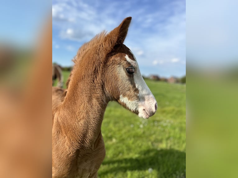 Duitse rijpony Hengst veulen (03/2024) 146 cm Vos in Esens