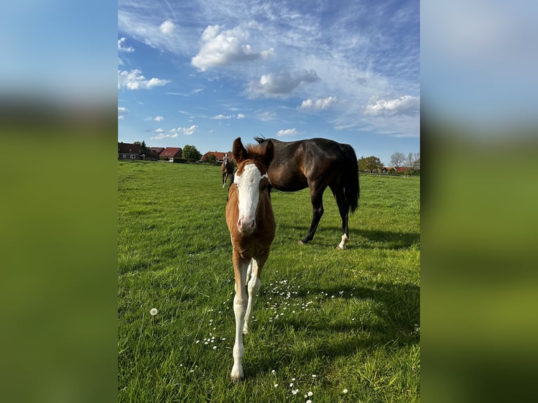 Duitse rijpony Hengst veulen (03/2024) 146 cm Vos in Esens