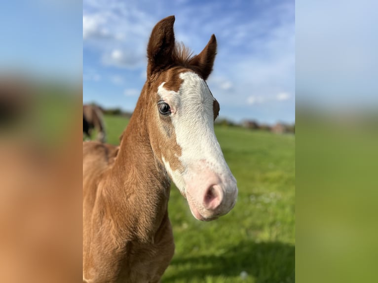 Duitse rijpony Hengst veulen (03/2024) 146 cm Vos in Esens