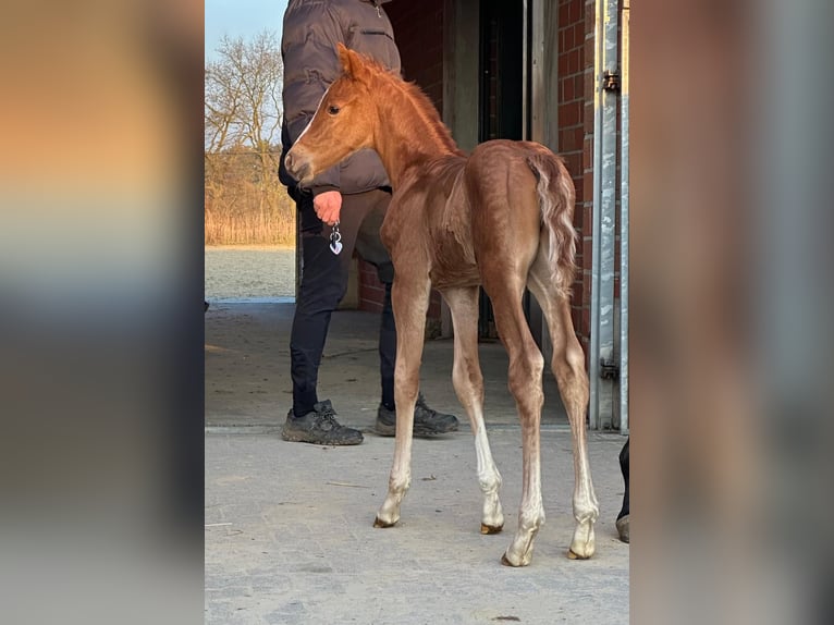 Duitse rijpony Hengst Veulen (03/2026) 146 cm Vos in Dorsten