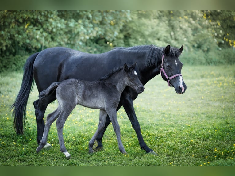 Duitse rijpony Hengst Veulen (04/2026) 146 cm Zwart in Grevenbroich