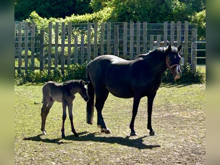 Duitse rijpony Hengst Veulen (04/2026) 146 cm Zwart in Grevenbroich