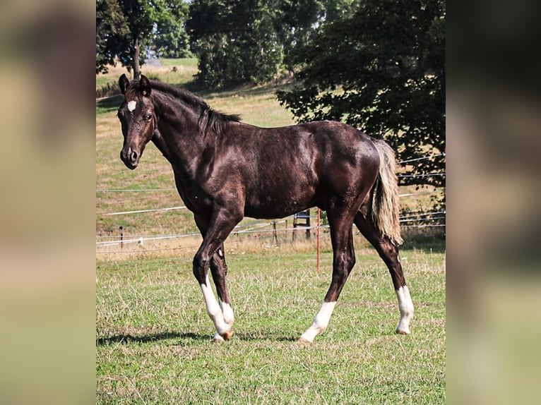 Duitse rijpony Hengst  146 cm Zwart in Bobritzsch-Hilbersdorf