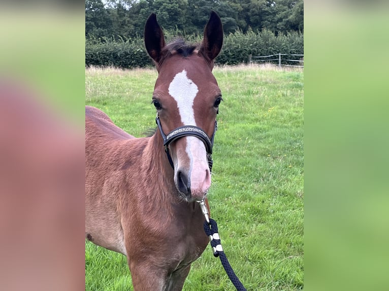 Duitse rijpony Hengst Veulen (05/2025) 147 cm Bruin in Aurich