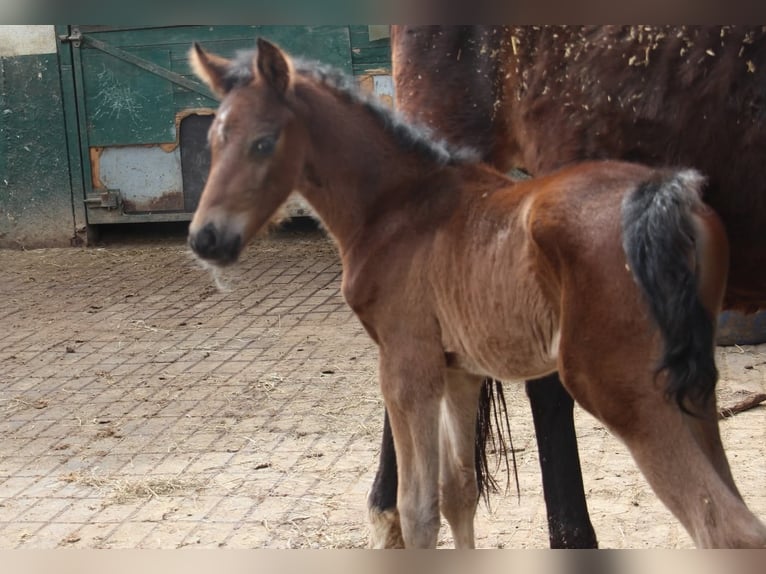 Duitse rijpony Hengst  147 cm Bruin in Rees