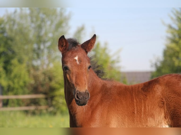 Duitse rijpony Hengst  147 cm Bruin in Rees