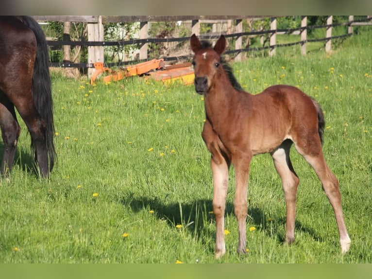 Duitse rijpony Hengst  147 cm Bruin in Rees