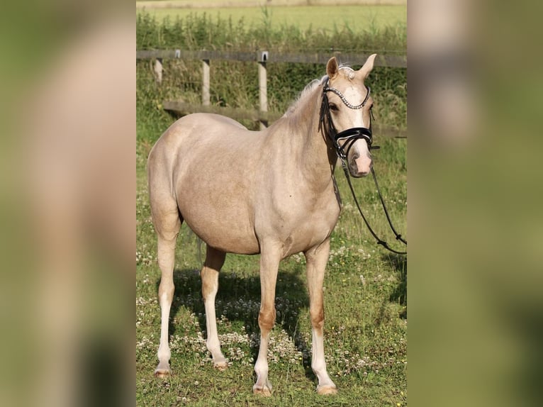 Duitse rijpony Hengst veulen (04/2024) 147 cm Buckskin in Emmerthal