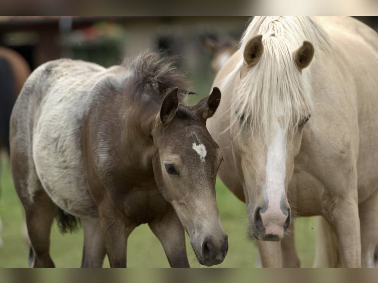 Duitse rijpony Hengst veulen (04/2024) 147 cm Buckskin in Emmerthal