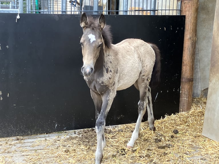 Duitse rijpony Hengst veulen (04/2024) 147 cm Buckskin in Eydelstedt