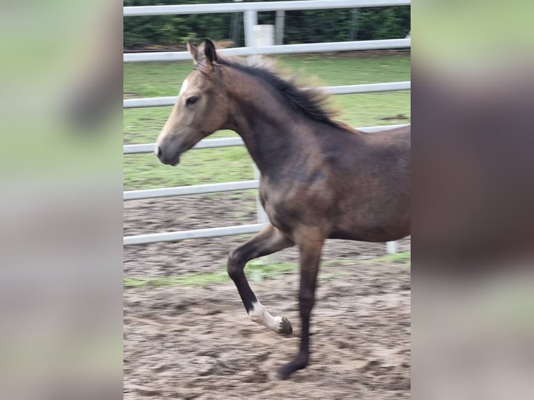 Duitse rijpony Hengst veulen (04/2024) 147 cm Buckskin in Eydelstedt