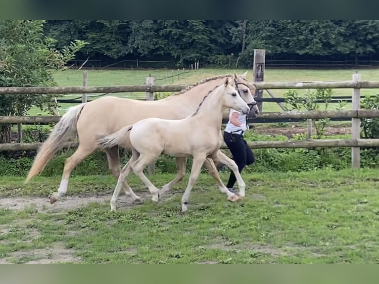 Duitse rijpony Hengst Veulen (04/2025) 147 cm Buckskin in Trebur
