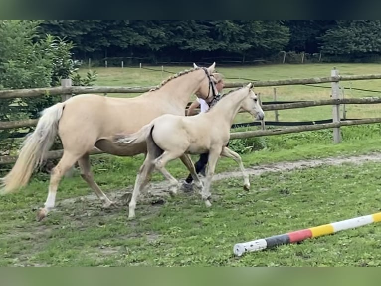 Duitse rijpony Hengst Veulen (04/2025) 147 cm Buckskin in Trebur