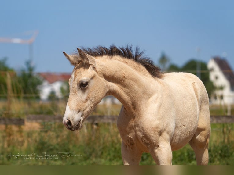 Duitse rijpony Hengst Veulen (04/2025) 147 cm Buckskin in Trebur