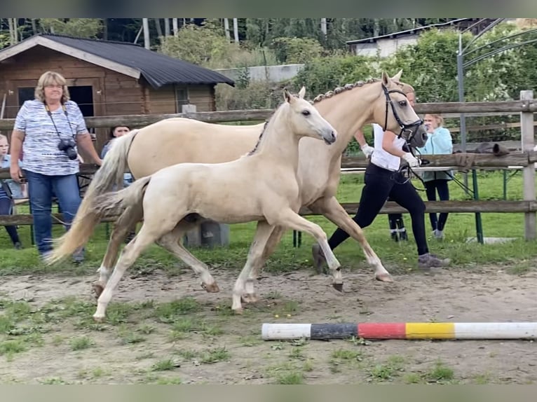 Duitse rijpony Hengst Veulen (04/2025) 147 cm Buckskin in Trebur