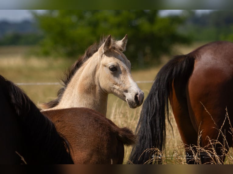 Duitse rijpony Hengst Veulen (04/2025) 147 cm Buckskin in Trebur