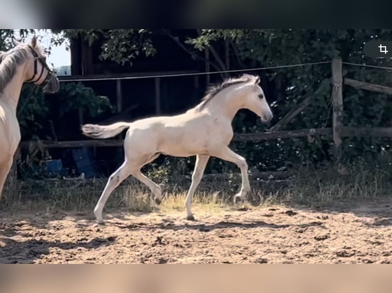 Duitse rijpony Hengst Veulen (04/2025) 147 cm Buckskin in Trebur