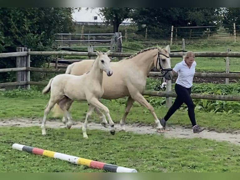 Duitse rijpony Hengst Veulen (04/2025) 147 cm Buckskin in Trebur