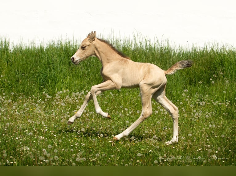 Duitse rijpony Hengst Veulen (04/2025) 147 cm Buckskin in Trebur