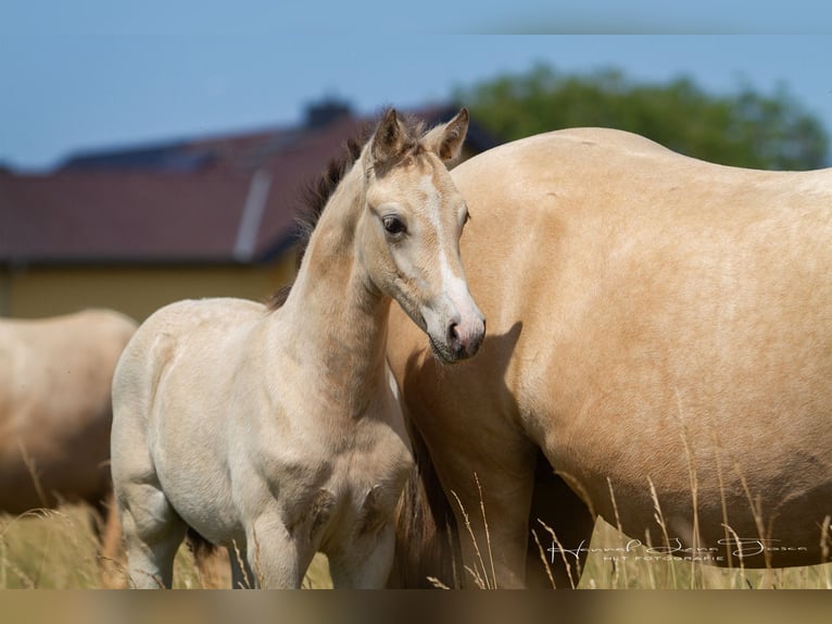 Duitse rijpony Hengst Veulen (04/2025) 147 cm Buckskin in Trebur