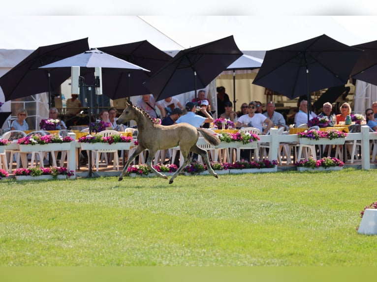 Duitse rijpony Hengst veulen (04/2024) 147 cm Buckskin in Vilsbiburg