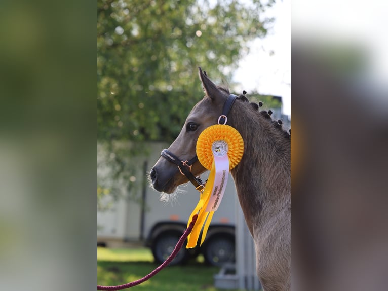 Duitse rijpony Hengst veulen (04/2024) 147 cm Buckskin in Vilsbiburg