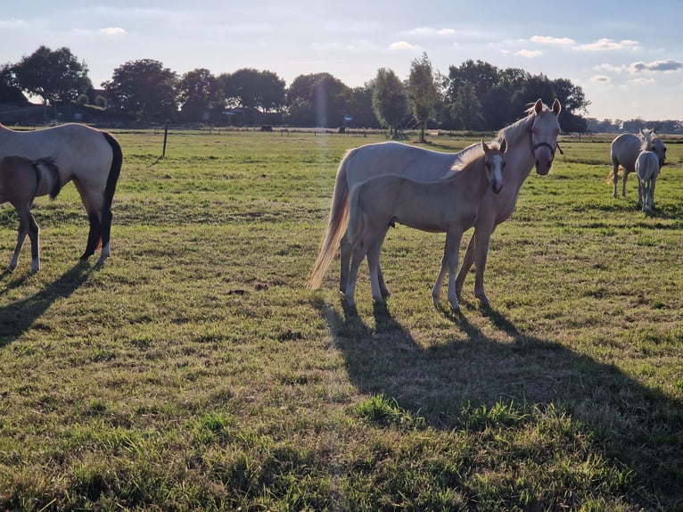Duitse rijpony Hengst Veulen (05/2026) 147 cm Buckskin in Strijen