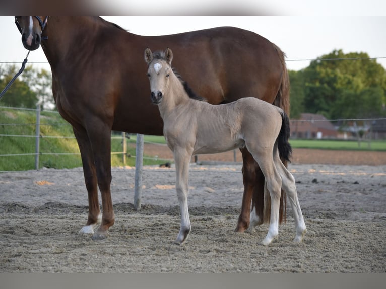 Duitse rijpony Hengst  147 cm Buckskin in Wagenfeld