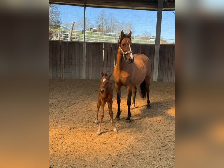 Duitse rijpony Hengst  147 cm Donkerbruin in Drackenstein