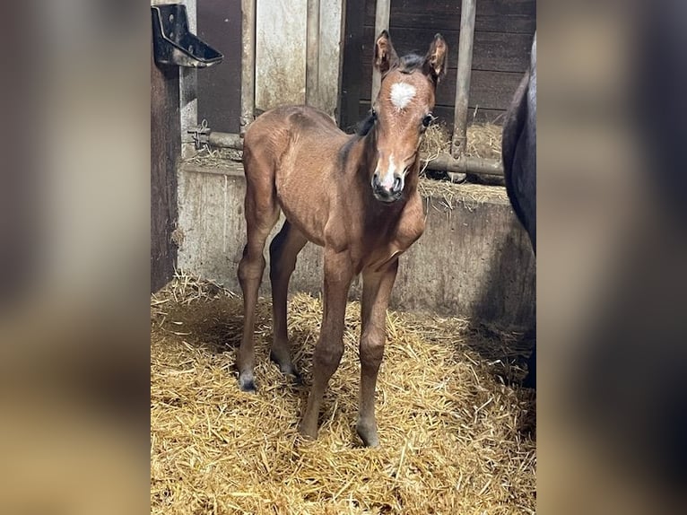 Duitse rijpony Hengst  147 cm Donkerbruin in Drackenstein