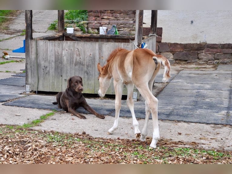 Duitse rijpony Hengst  147 cm Donkere-vos in Beverungen