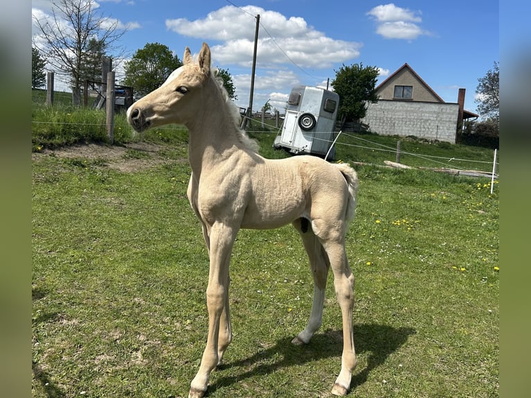 Duitse rijpony Hengst Veulen (04/2026) 147 cm Palomino in Demmin