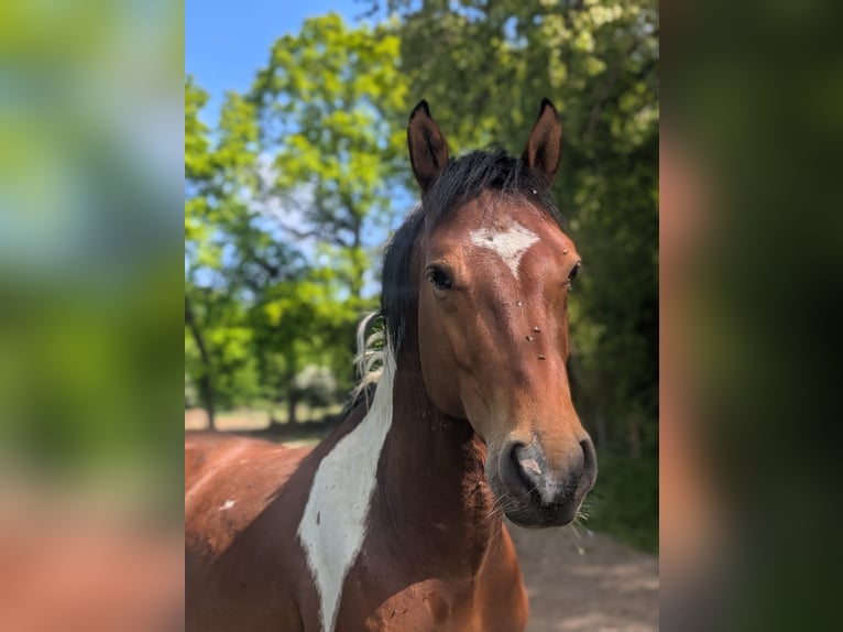 Duitse rijpony Hengst  147 cm Vos in Jesteburg