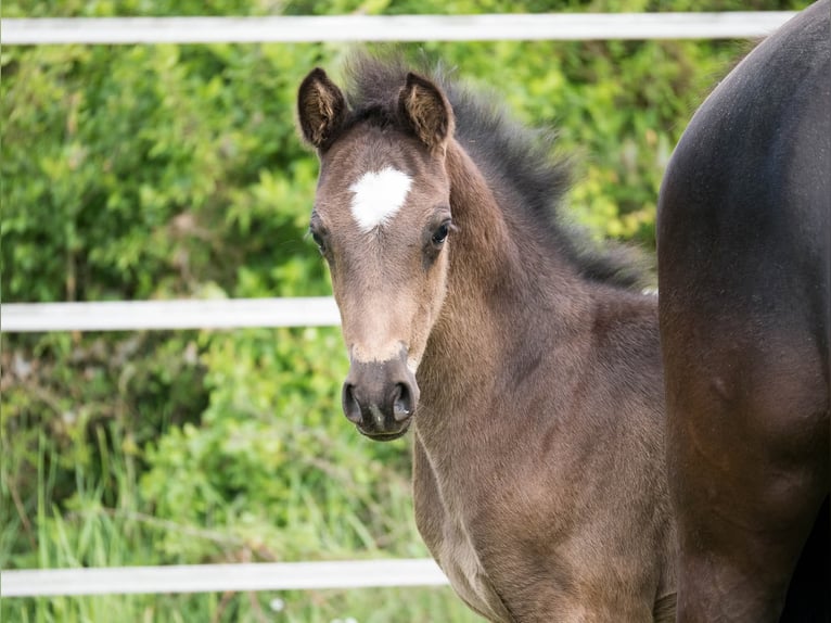 Duitse rijpony Hengst Veulen (04/2026) 147 cm Zwart in Alfeld