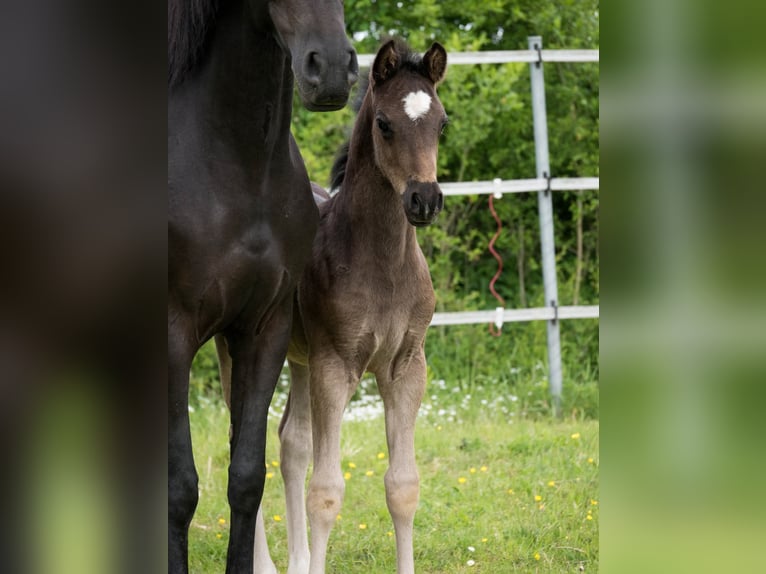 Duitse rijpony Hengst Veulen (04/2026) 147 cm Zwart in Alfeld